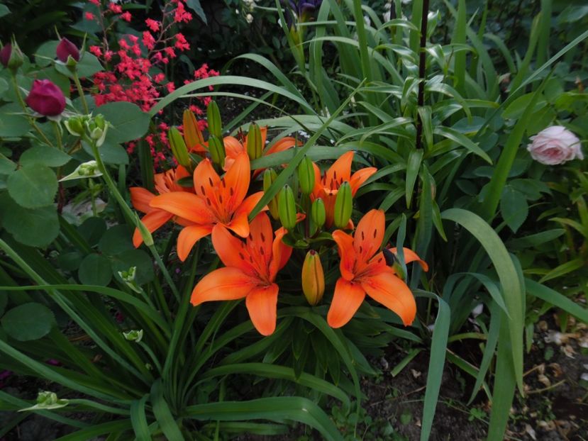  - 000 Iunie in gradina