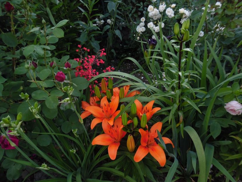  - 000 Iunie in gradina