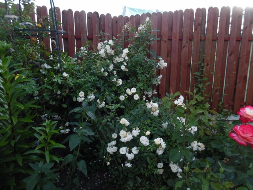  - 000 Iunie in gradina