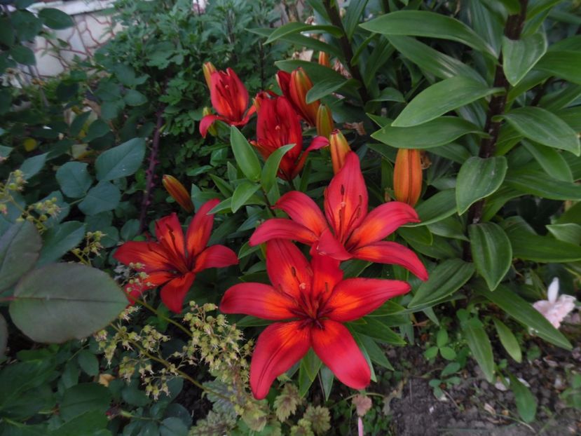  - 000 Iunie in gradina