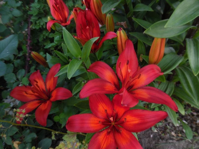  - 000 Iunie in gradina