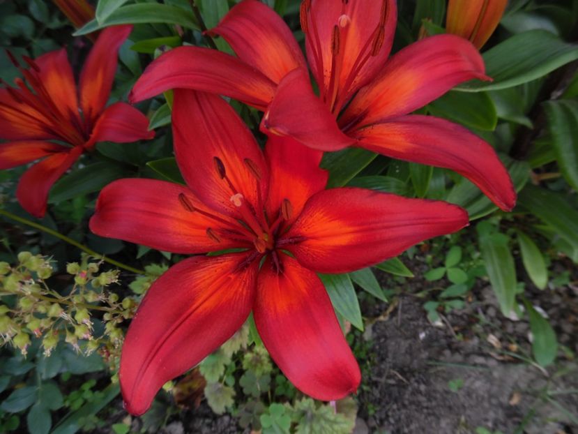  - 000 Iunie in gradina