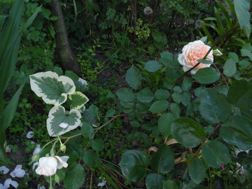  - 000 Iunie in gradina