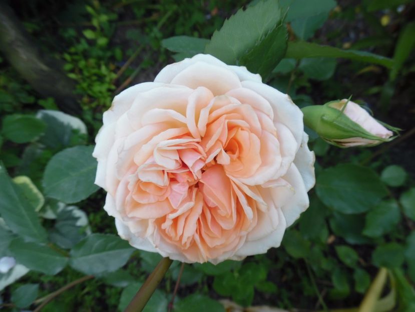  - 000 Iunie in gradina