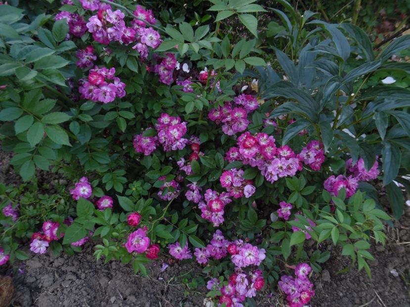  - 000 Iunie in gradina