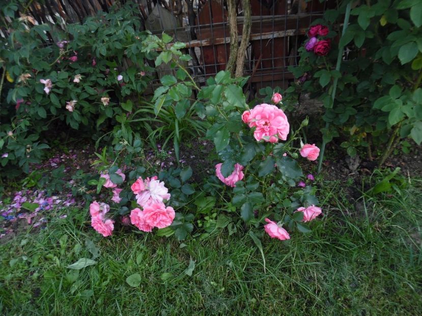  - 000 Iunie in gradina