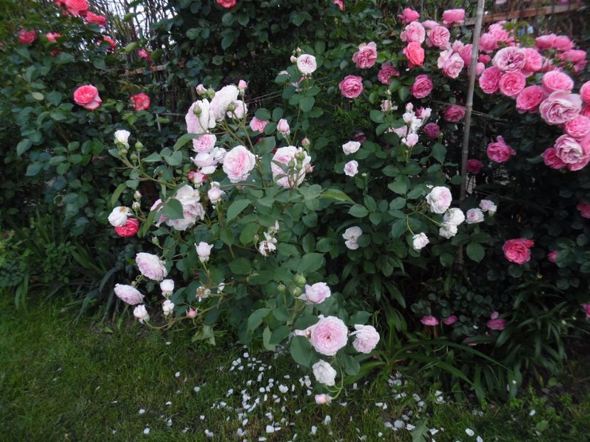  - 000 Iunie in gradina