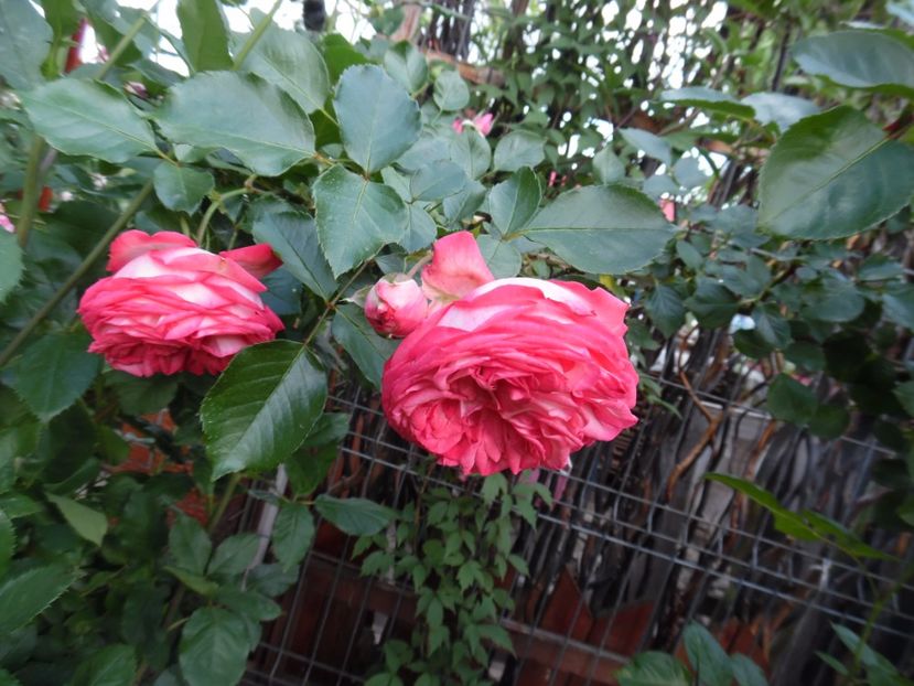  - 000 Iunie in gradina