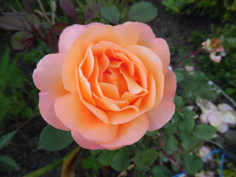  - 000 Iunie in gradina