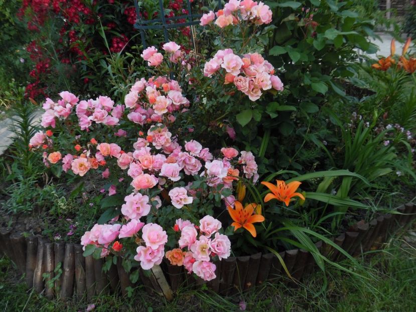  - 000 Iunie in gradina