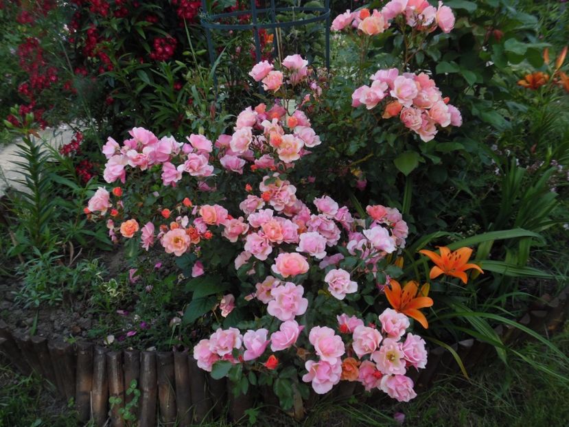  - 000 Iunie in gradina