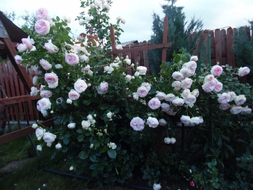  - 000 Iunie in gradina