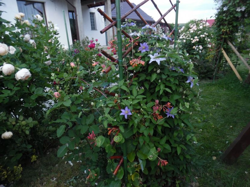  - 000 Iunie in gradina