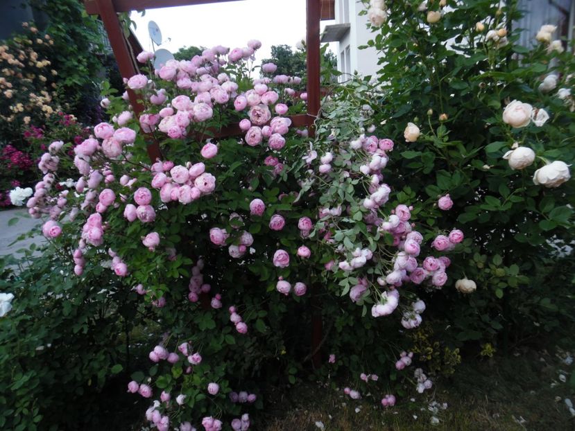  - 000 Iunie in gradina