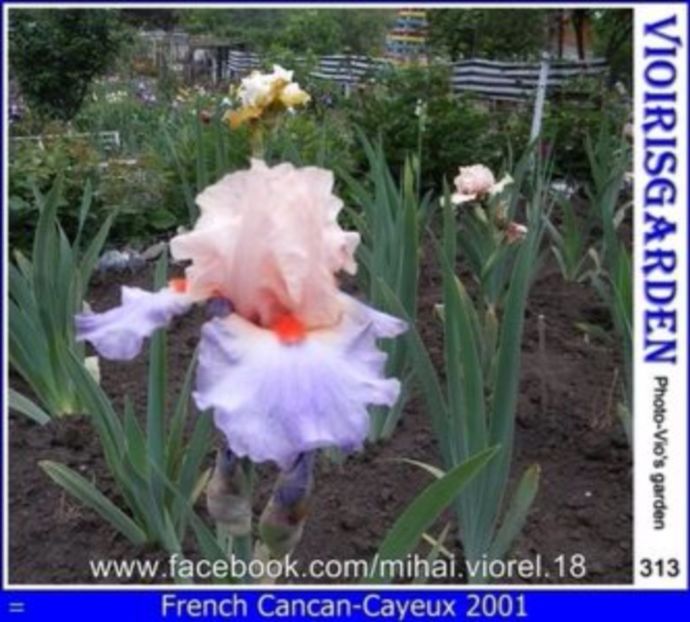 French cancan - Comanda irisi din 2017