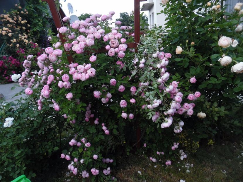  - 000 Iunie in gradina