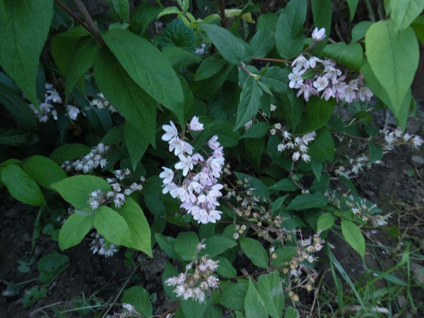  - 000 Iunie in gradina