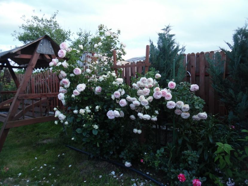  - 000 Iunie in gradina