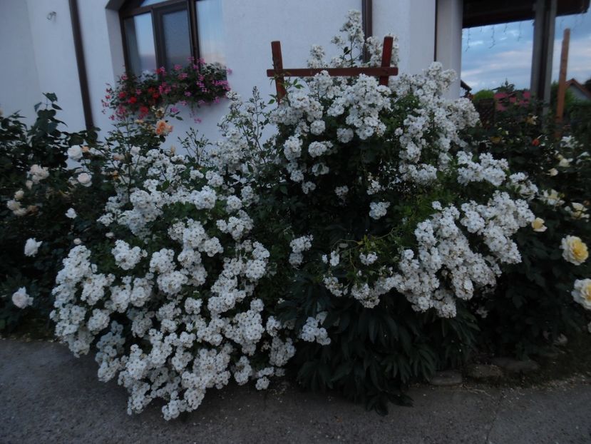  - 000 Iunie in gradina