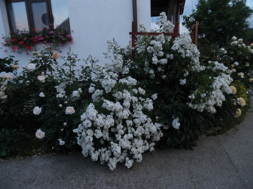  - 000 Iunie in gradina