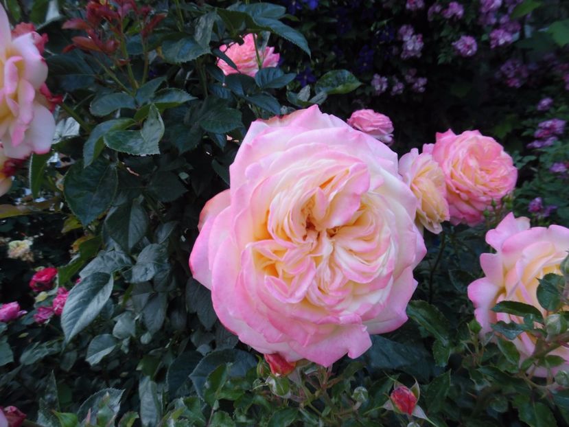  - 000 Iunie in gradina