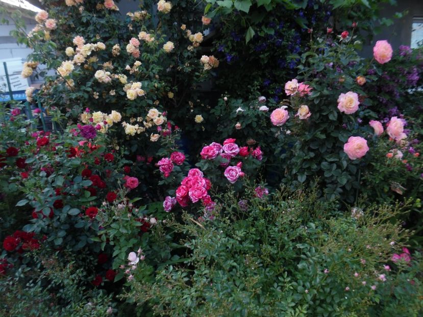  - 000 Iunie in gradina