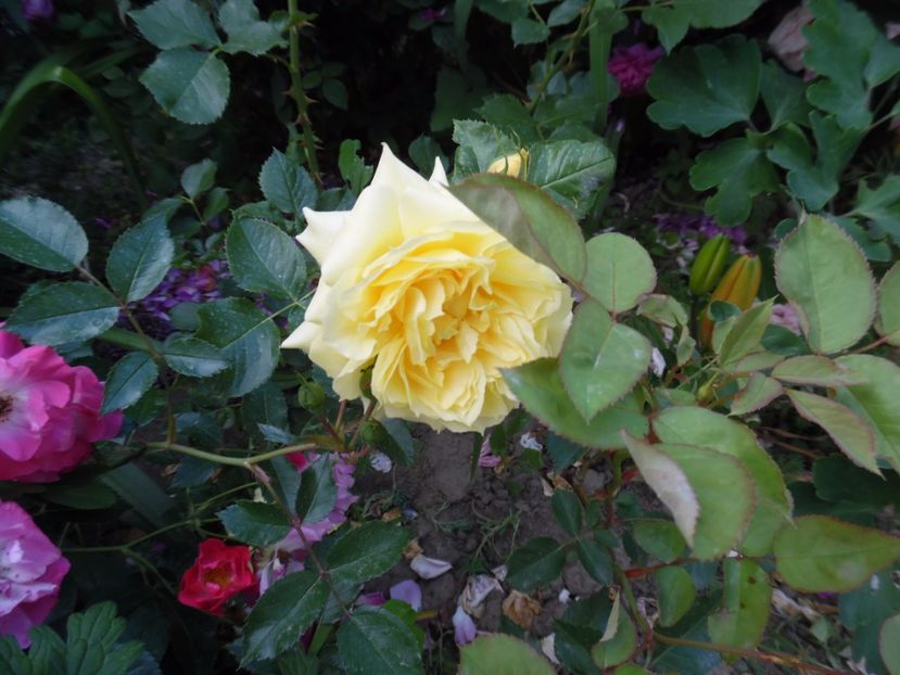  - 000 Iunie in gradina