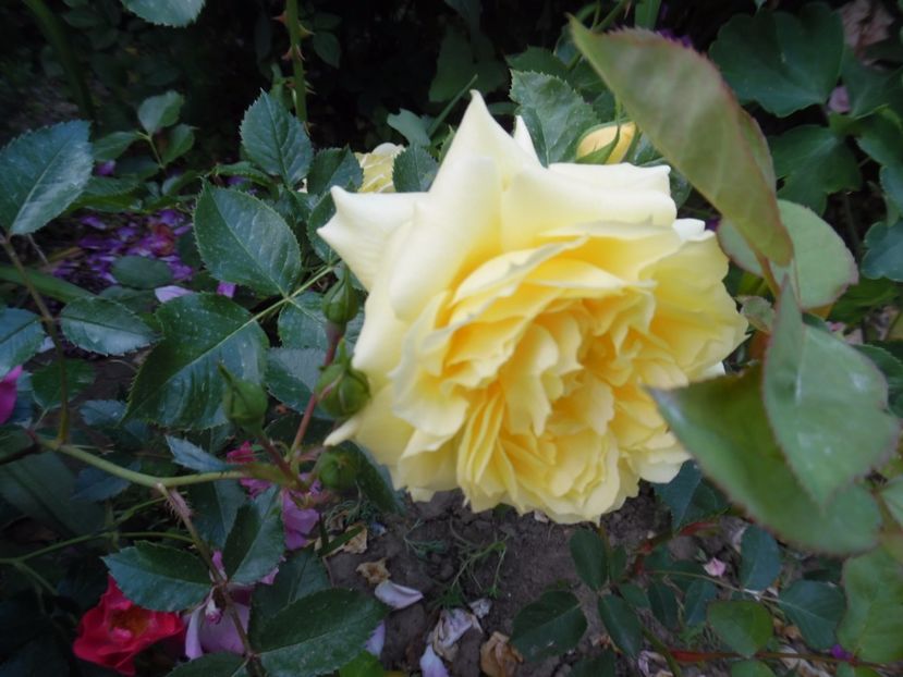  - 000 Iunie in gradina