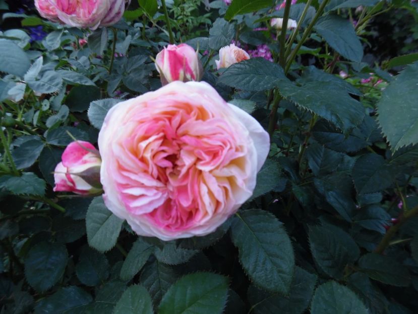  - 000 Iunie in gradina