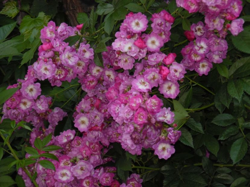  - 000 Iunie in gradina