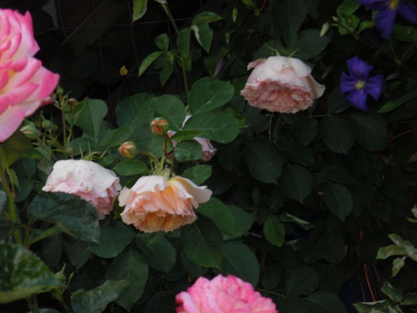  - 000 Iunie in gradina