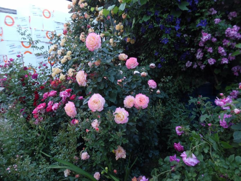  - 000 Iunie in gradina