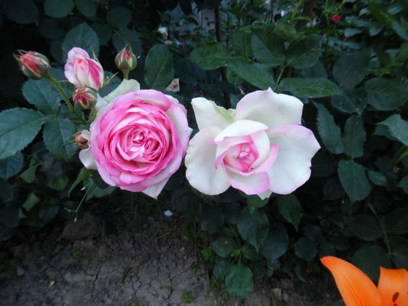  - 000 Iunie in gradina