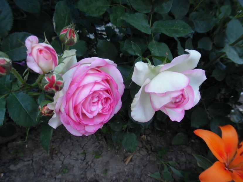  - 000 Iunie in gradina