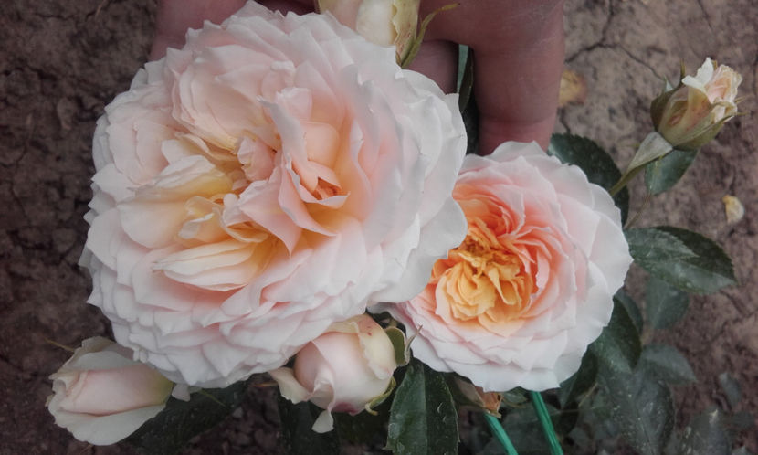  - CROCUS ROSE David Austin 3