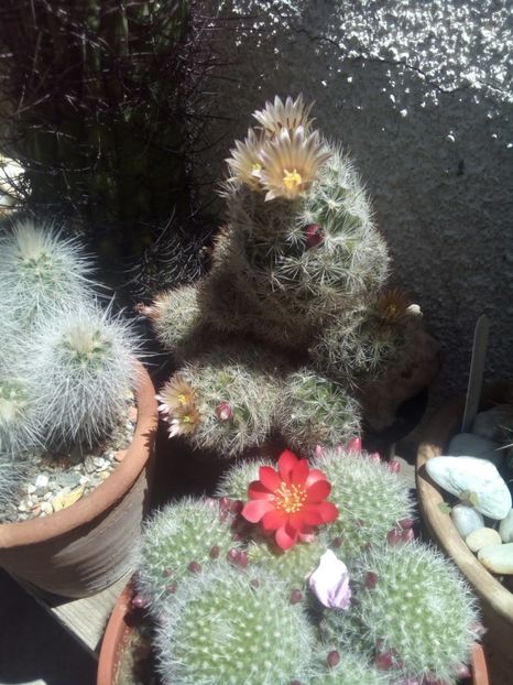  - FLORI DE CACTUSI