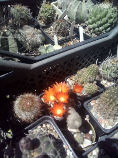  - FLORI DE CACTUSI