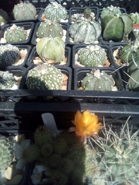  - FLORI DE CACTUSI