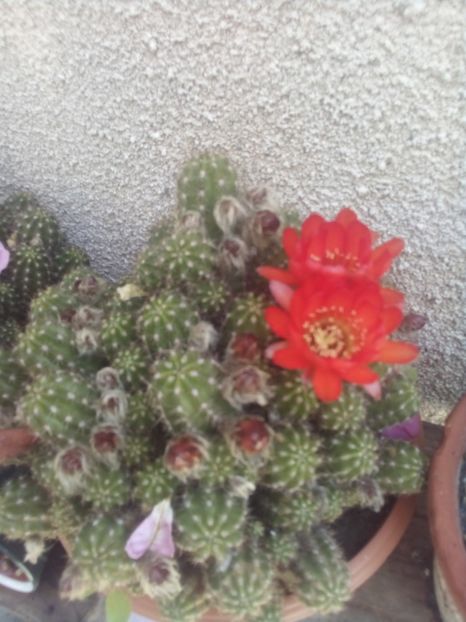  - FLORI DE CACTUSI