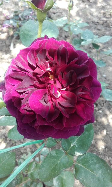 Tradescant - TRADESCANT David Austin 3