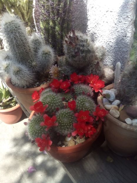  - FLORI DE CACTUSI