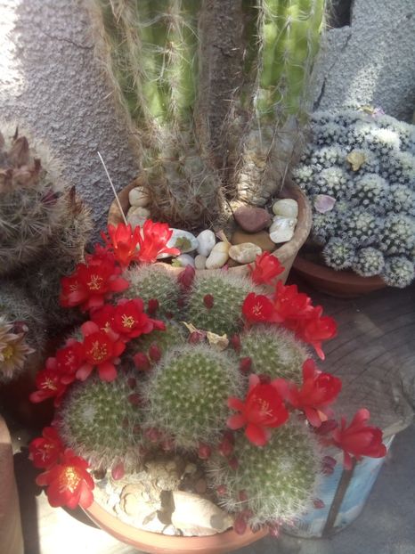  - FLORI DE CACTUSI
