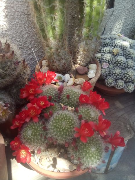 - FLORI DE CACTUSI