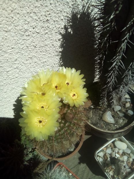  - FLORI DE CACTUSI