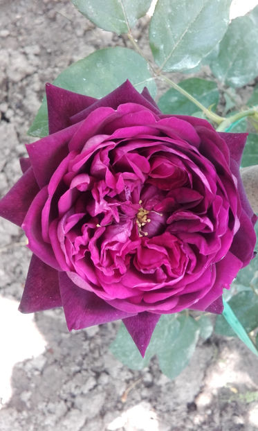 The Prince - THE PRINCE David Austin 3