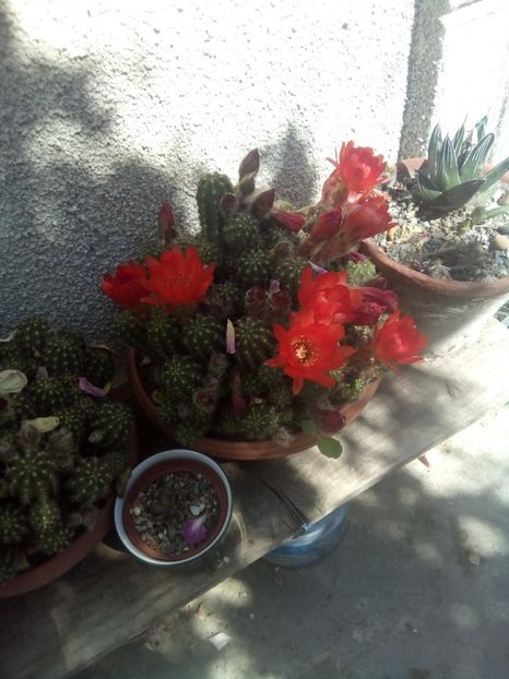  - FLORI DE CACTUSI