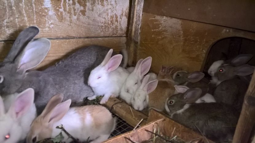  - a1-femela hycole argintie