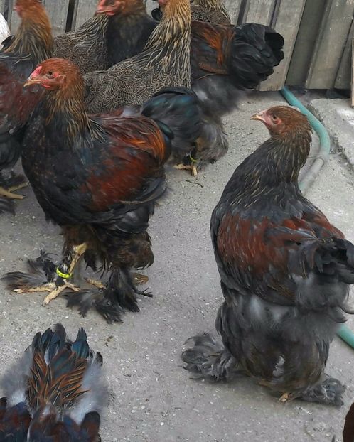  - a__Pui si tineret brahma 2017