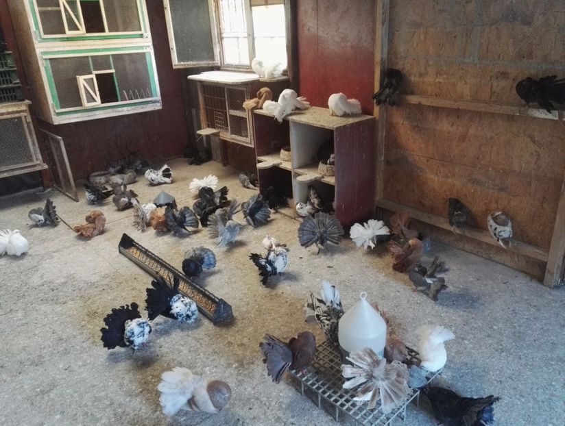  - Voltati 16 06 2017