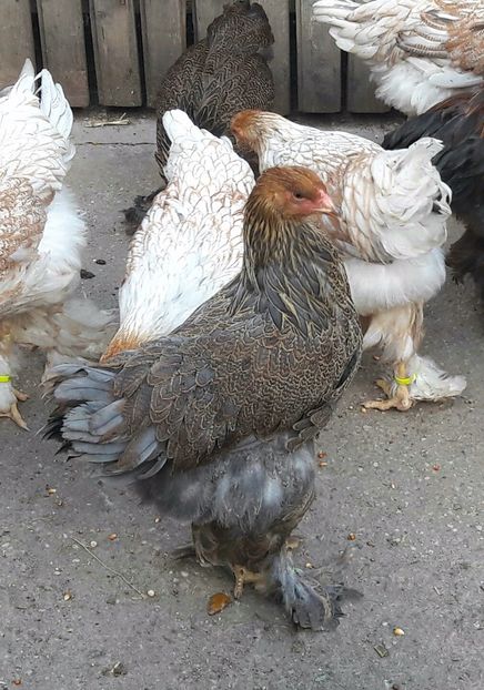  - a__Pui si tineret brahma 2017